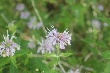 A sample of Bee Balm (Monarda Fistulosa) in the Mint family, growing in Ontario Canada. -Captured by MIROFOSS