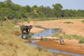 Afrikanischer Elefant und Steppenzebra im Tsendze River/ African elephant  and Burchell's zebra in...