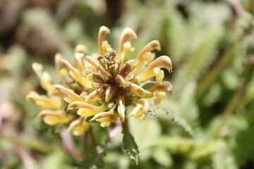 A sample of Wood Betony (Pedicularis Canadensis) in the Broomrape family, growing in Ontario Canada. -Captured by MIROFOSS