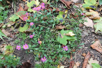 A sample of Brachyscome (Brachyscome Multifida) in the Aster family, growing in Ontario Canada. -Captured by MIROFOSS