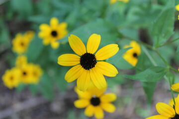 A sample of Black Eyed Susan (Rudbeckia Hirta) in the Aster family, growing in Ontario Canada. -Captured by MIROFOSS