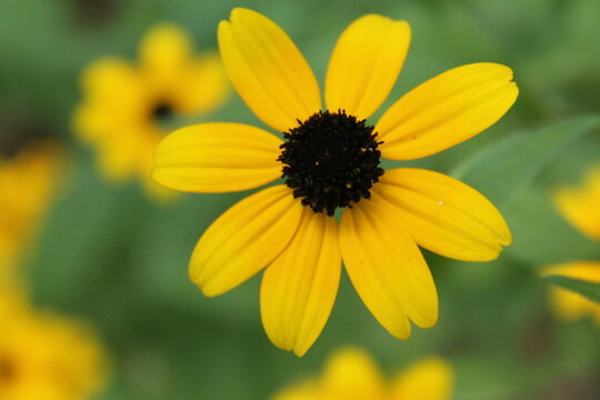 A sample of Black Eyed Susan (Rudbeckia Hirta) in the Aster family, growing in Ontario Canada. -Captured by MIROFOSS