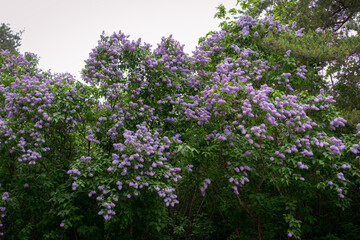 Abundant Lilac Bushes in Full Bloom During Springtime Outdoors