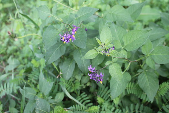 A sample of Bittersweet Nightshade (Solanum Dulcamara) in the Nightshade family, growing in Ontario Canada. -Captured by MIROFOSS