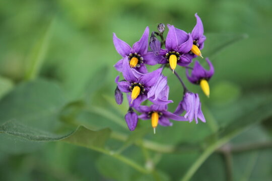 A sample of Bittersweet Nightshade (Solanum Dulcamara) in the Nightshade family, growing in Ontario Canada. -Captured by MIROFOSS