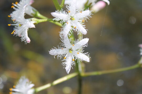 A sample of Bogbean (Menyanthes Trifoliata) in the Bogbean family, growing in Ontario Canada. -Captured by MIROFOSS