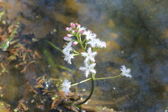 A sample of Bogbean (Menyanthes Trifoliata) in the Bogbean family, growing in Ontario Canada. -Captured by MIROFOSS