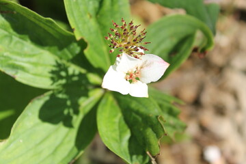 A sample of Bunchberry (Cornus Canadensis) in the Dogwood family, growing in Ontario Canada. -Captured by MIROFOSS