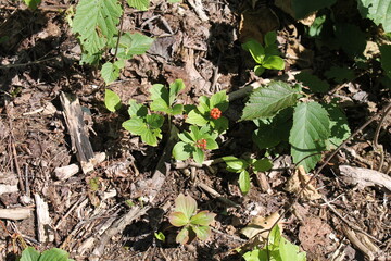 A sample of Bunchberry (Cornus Canadensis) in the Dogwood family, growing in Ontario Canada. -Captured by MIROFOSS