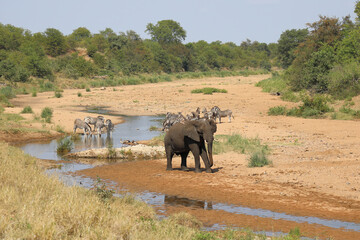 Afrikanischer Elefant und Steppenzebra im Tsendze River/ African elephant  and Burchell's zebra in...