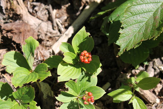 A sample of Bunchberry (Cornus Canadensis) in the Dogwood family, growing in Ontario Canada. -Captured by MIROFOSS