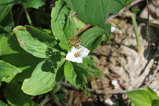 A sample of Bunchberry (Cornus Canadensis) in the Dogwood family, growing in Ontario Canada. -Captured by MIROFOSS