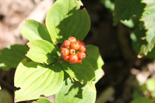 A sample of Bunchberry (Cornus Canadensis) in the Dogwood family, growing in Ontario Canada. -Captured by MIROFOSS