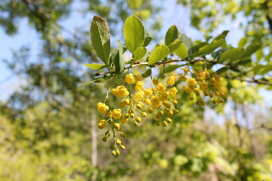 A sample of Common Barberry (Berberis Vulgaris) in the Barberry family, growing in Ontario Canada. -Captured by MIROFOSS