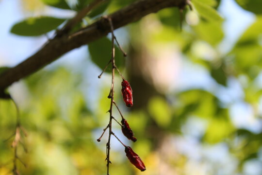 A sample of Common Barberry (Berberis Vulgaris) in the Barberry family, growing in Ontario Canada. -Captured by MIROFOSS