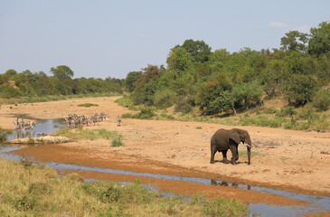 Afrikanischer Elefant und Steppenzebra im Tsendze River/ African elephant  and Burchell's zebra in...