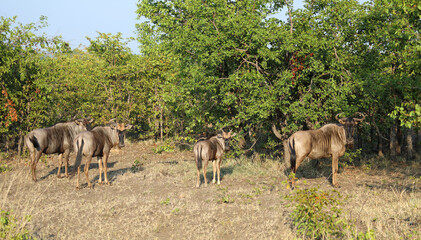Streifengnu / Blue wildebeest / Connochaetes taurinus