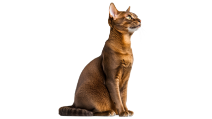 Elegant cat poses gracefully on a light background