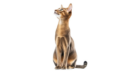 Cat sitting and looking up with alert expression