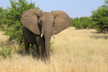 Obraz premium Afrikanischer Elefant / African elephant / Loxodonta africana