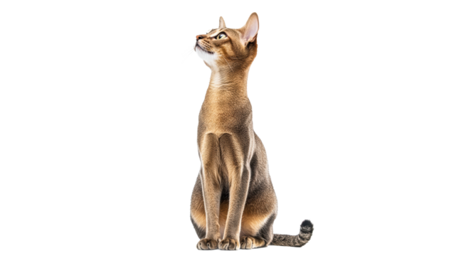 Cat sitting and looking up with alert expression