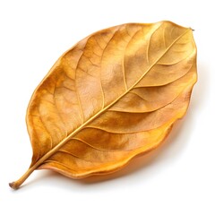 Dried Leaf, Golden Hues, Close-Up