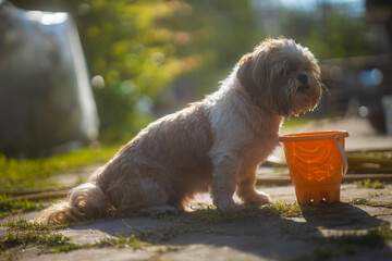 shih tzu dog drinks water from a bucket in the summer