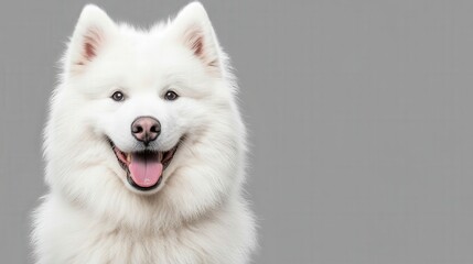 Fototapeta premium Happy White Samoyed Dog with Bright Smile in Studio Environment