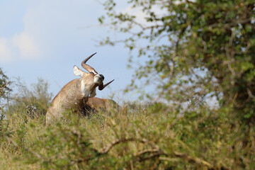 Wasserbock / Waterbuck / Kobus ellipsiprymnus