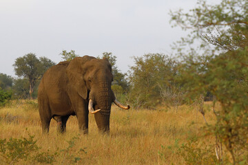 Fototapeta premium Afrikanischer Elefant / African elephant / Loxodonta africana..