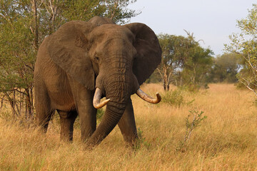 Obraz premium Afrikanischer Elefant / African elephant / Loxodonta africana..