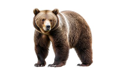 Grizzly bear on all fours in nature