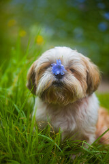 shih tzu dog sits with a flower on its head in summer 