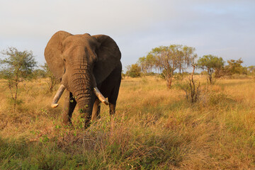 Afrikanischer Elefant / African elephant / Loxodonta africana..