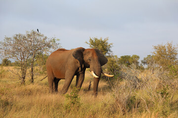 Obraz premium Afrikanischer Elefant / African elephant / Loxodonta africana..