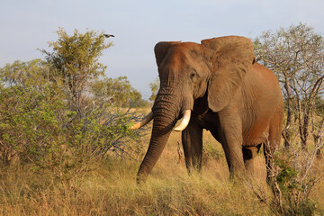 Fototapeta premium Afrikanischer Elefant / African elephant / Loxodonta africana..