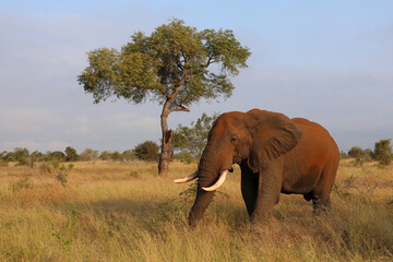 Fototapeta premium Afrikanischer Elefant / African elephant / Loxodonta africana..