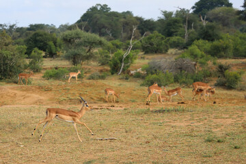 Schwarzfersenantilope / Impala / Aepyceros melampus