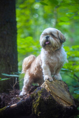shih tzu dog on a sawn tree in the park in summer