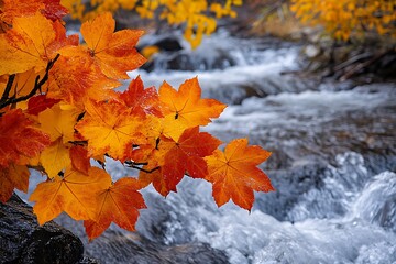 Autumn leaves by a stream