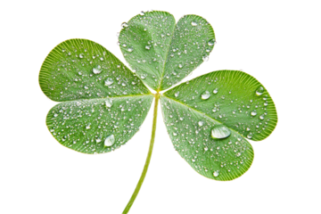 Close up of a clover leaf with water droplets