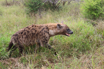 Tüpfelhyäne / Spotted hyaena / Crocuta crocuta