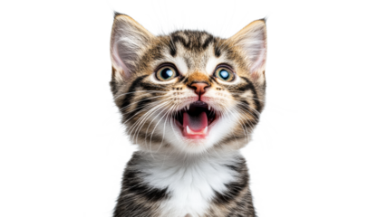 Excited happy kitten with blue eyes