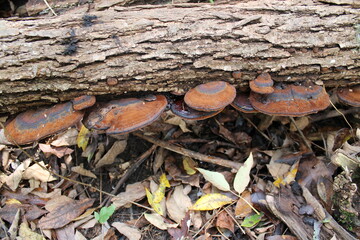 A sample of Artist's Bracket (Ganoderma Applanatum) in the Polypore family, growing in Ontario Canada. -Captured by MIROFOSS.