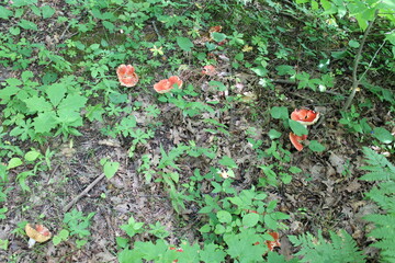A sample of Emetic Russula (Russula Emetica) in the Russula family, growing in Ontario Canada. -Captured by MIROFOSS.