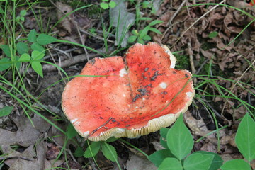 A sample of Emetic Russula (Russula Emetica) in the Russula family, growing in Ontario Canada. -Captured by MIROFOSS.