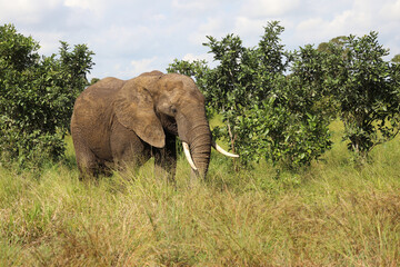 Fototapeta premium Afrikanischer Elefant / African elephant / Loxodonta africana..