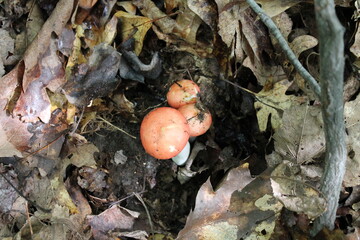 A sample of Emetic Russula (Russula Emetica) in the Russula family, growing in Ontario Canada. -Captured by MIROFOSS.