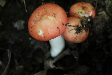 A sample of Emetic Russula (Russula Emetica) in the Russula family, growing in Ontario Canada. -Captured by MIROFOSS.