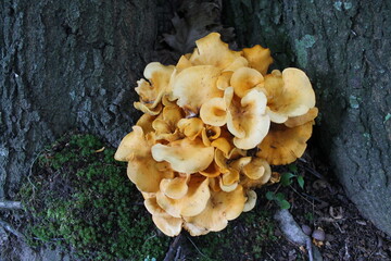 A sample of Fragrant Chanterelle (Craterellus Odoratus) in the Chanterelle family, growing in Ontario Canada. -Captured by MIROFOSS.